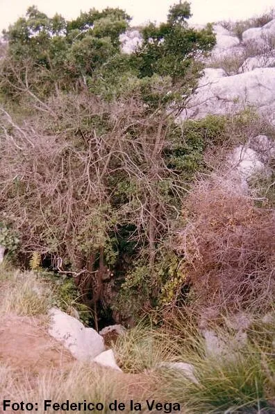 Avenc de la Papallona