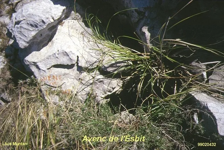 Avenc de l'Esbit