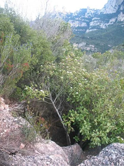 Pouetó de la Carena dels Piteus