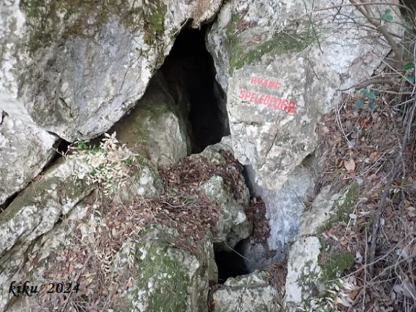 Avenc Speleocorb