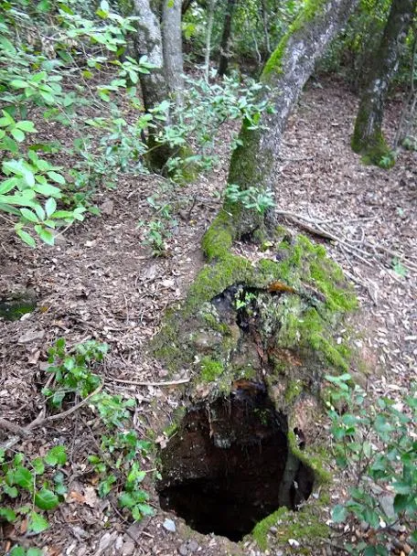 Avenc del Queixal del Porc