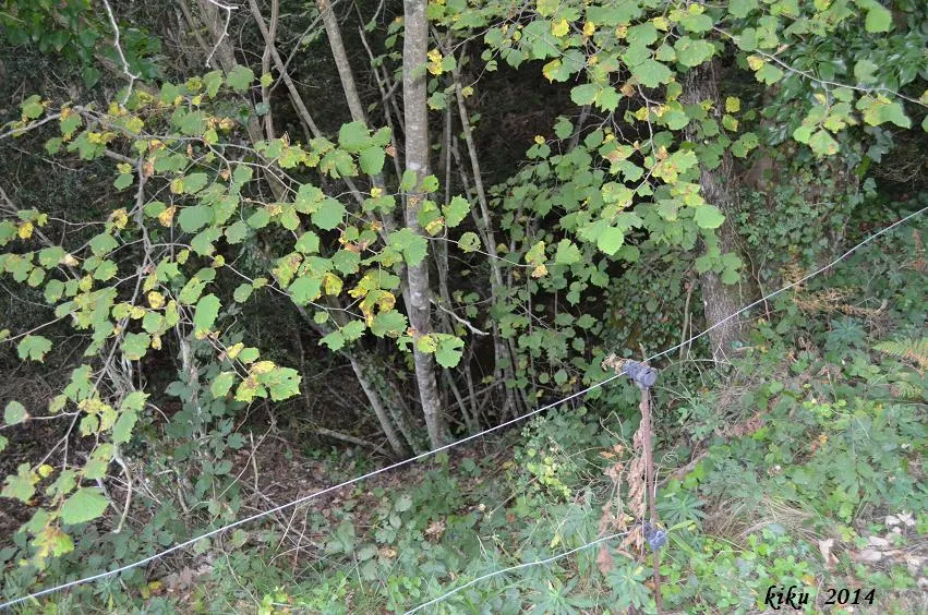 Forat de la Ratafia