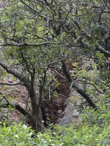 Cova de la Codoleda