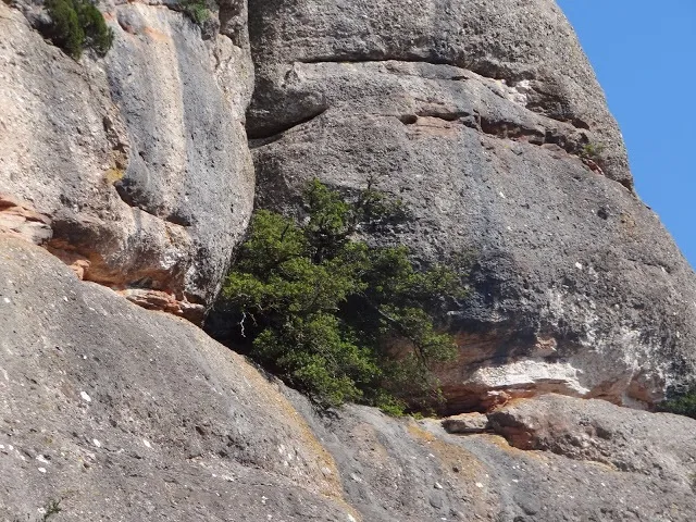 Cova de l'Alzina