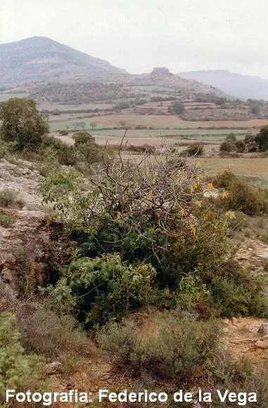 Cova de Sant Miquel