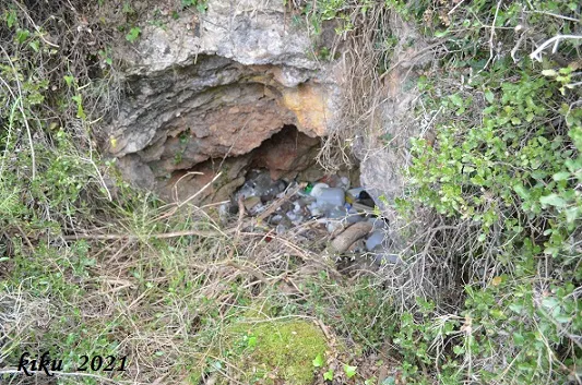 Avencó del Lledoner