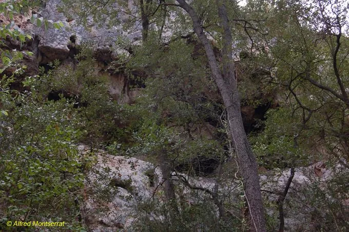 Cova del Pou