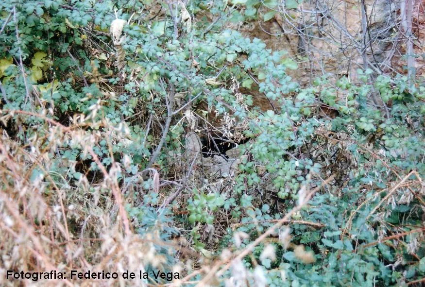Cova de la Figuera Petita