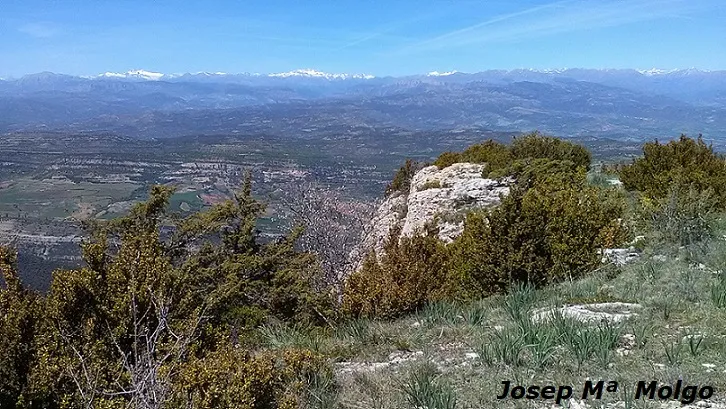 Grallera Petita del Corralot