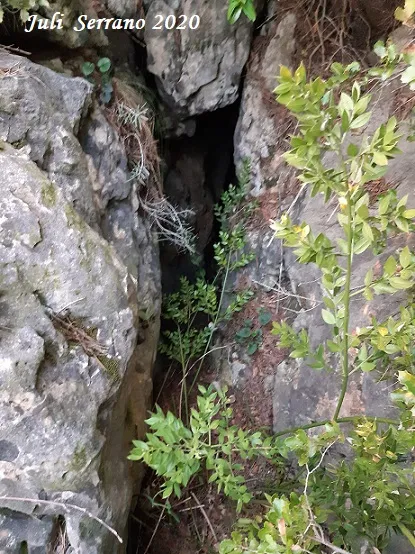 Cova Sm-26 de la Serra del Mas