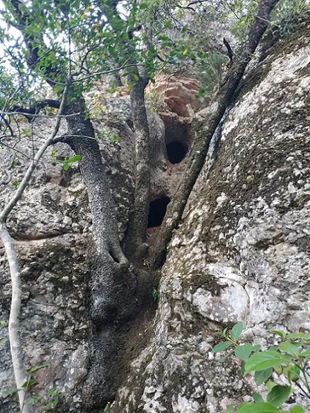 Cova de les Mercès