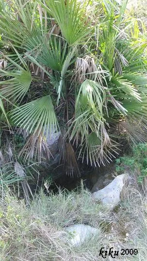 Avenc de la Palmera