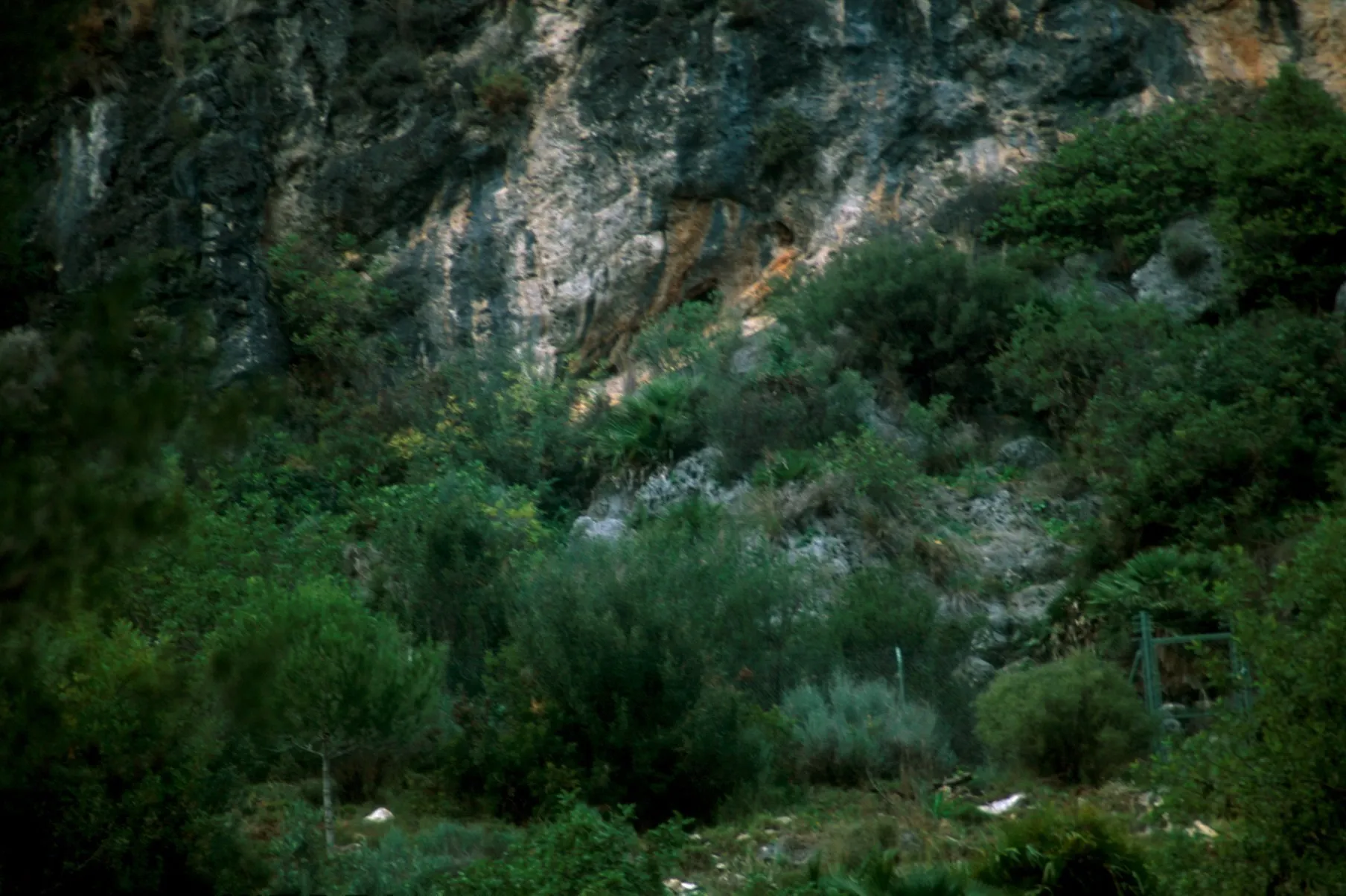 Cova de les Rates Penades