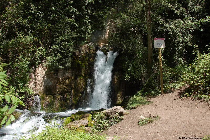 Bullidor de la Llet