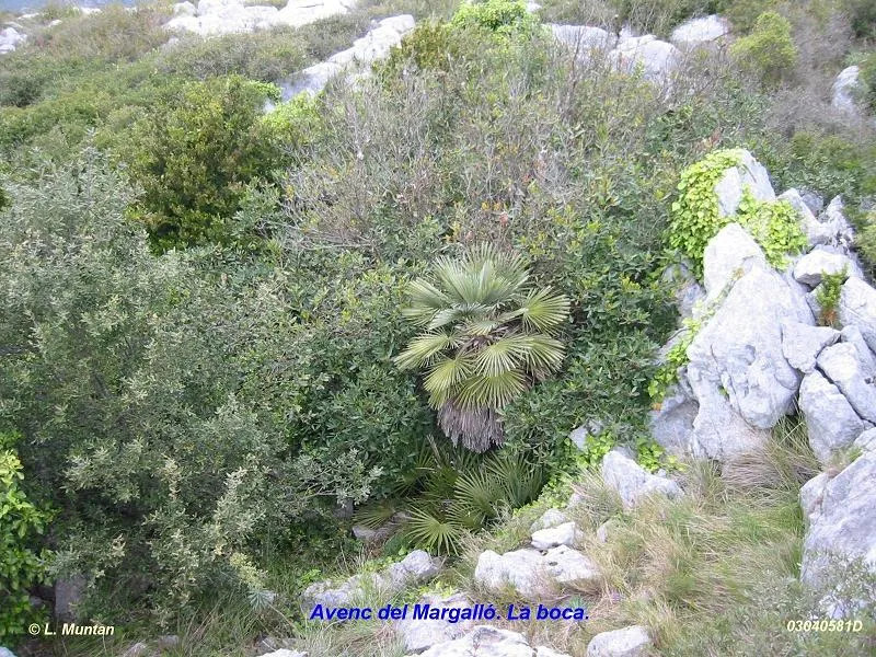 Avenc del Margalló