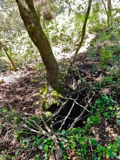 Avenc del Forn de Pega del Dalmau