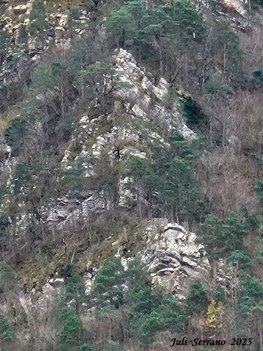 Cova del Massana