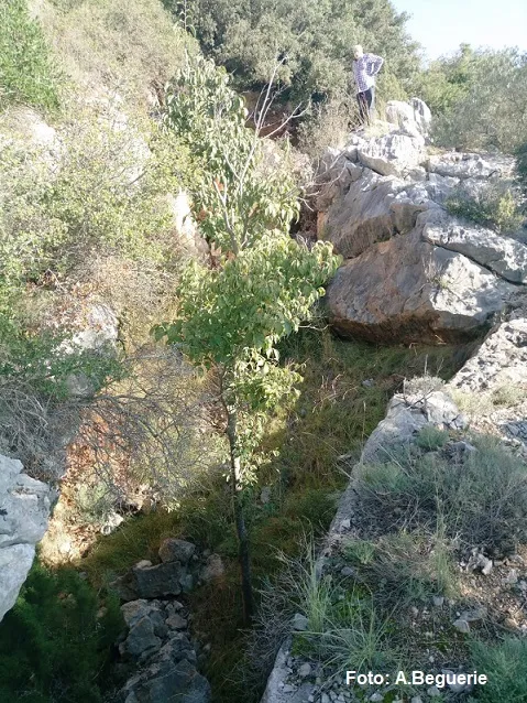 Avenc Petit de Can Sadurní