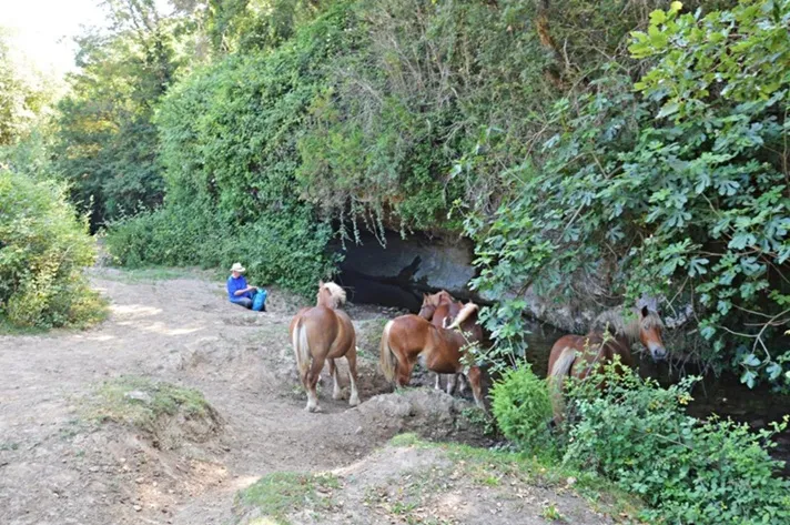Foto Balma del Molí Vell