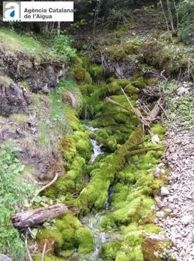 Feus del Riu de Mola