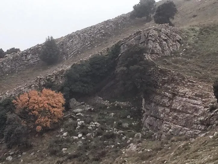 Cova del Bosc