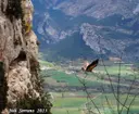 Cova de Santa Fe - Miniatura 12, Coll de Nargó