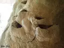 Cova dels Coloms de Baix - Miniatura 5, Febró, La