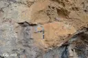 Cova Nº9 de l'Escudelleta - Miniatura 3, Capafonts