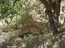Cova de Muxí - Thumbnail 1, Sort