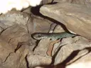 Avenc de la Serp - Miniatura 4, Perelló, El