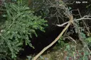 Forat dels Talladors - Miniatura 2, Susqueda