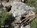 Avenc de les Senioles - Miniatura 2, Ulldecona
