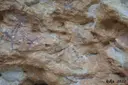 Abrics d'Ermites de la Pietat - Miniatura 9, Ulldecona