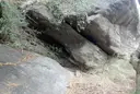 Cau de les Guilles - Miniatura 3, Roses