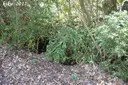 Forat de la Fura - Miniatura 4, Susqueda