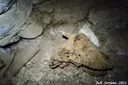 Cova d'en Peixet - Miniatura 15, Febró, La