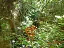 Cova del Barranc de Famides - Miniatura 1, Ponts