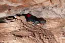 Coves del Cingle - Miniatura 4, Llacuna, La