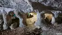 Cova del Pastor - Thumbnail 9, Ulldecona