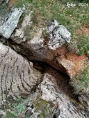 Forat del Camí Nou - Thumbnail 3, Gavet de la Conca