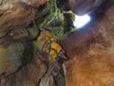 Bòfia de la Corba - Thumbnail 4, Castellar del Riu