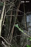 Forat de la Ratafia - Miniatur 2, Susqueda