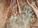 Forat del Balconet - Thumbnail 11, Avellanes i Santa Linya, Les