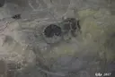 Cova Savarneda - Miniatura 9, Soriguera