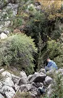 Avenc del Coll de la Creu - Miniatura 1, Coll de Nargó