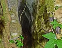 Font de les Febres - Miniatura 3, Granera