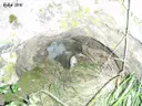 Avenc del Fus - Miniatura 3, Vallirana