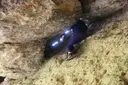 Cova 3 de Saborell - Miniatura 3, Alòs de Balaguer