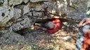 Forat del Portell - 缩略图 2, Capafonts