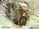 Cova d'en Nil de la Riba - صورة مصغرة 8, Llosses, Les